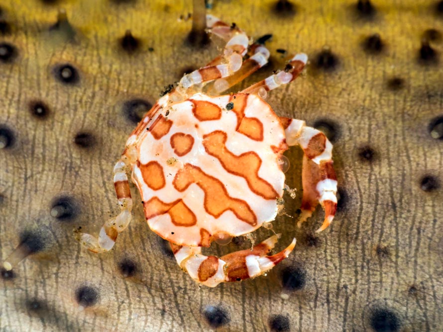 Lissocarcinus orbicularis